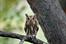 Screech Owl
