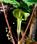 Jack and the Pulpit