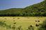 Hay Field