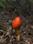 Red Shroom
